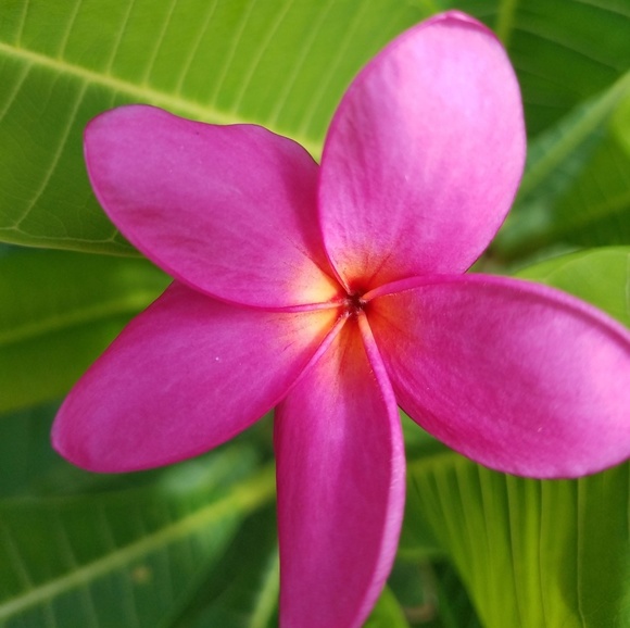 Meet your Posher, Alecia - Picture 8 of 8